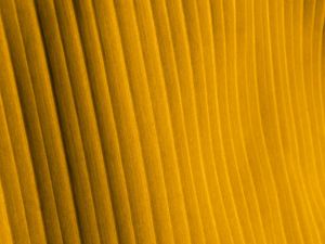 Preview wallpaper fabric, folds, stripes, texture, yellow