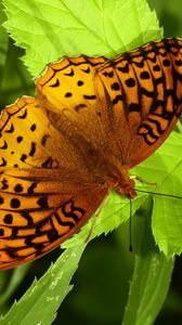 Preview wallpaper fabriciana adippe, butterfly, leaves, macro