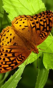 Preview wallpaper fabriciana adippe, butterfly, leaves, macro