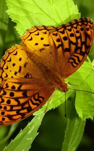 Preview wallpaper fabriciana adippe, butterfly, leaves, macro