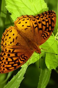 Preview wallpaper fabriciana adippe, butterfly, leaves, macro