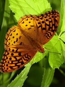 Preview wallpaper fabriciana adippe, butterfly, leaves, macro