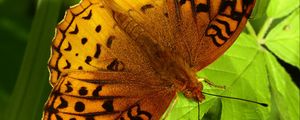 Preview wallpaper fabriciana adippe, butterfly, leaves, macro