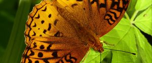 Preview wallpaper fabriciana adippe, butterfly, leaves, macro