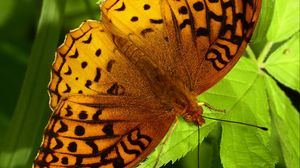 Preview wallpaper fabriciana adippe, butterfly, leaves, macro