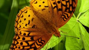 Preview wallpaper fabriciana adippe, butterfly, leaves, macro