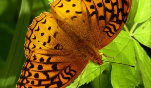 Preview wallpaper fabriciana adippe, butterfly, leaves, macro