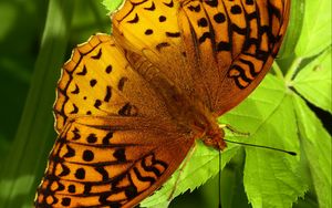 Preview wallpaper fabriciana adippe, butterfly, leaves, macro