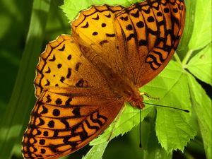 Preview wallpaper fabriciana adippe, butterfly, leaves, macro