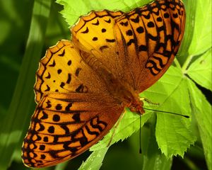 Preview wallpaper fabriciana adippe, butterfly, leaves, macro