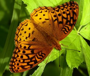 Preview wallpaper fabriciana adippe, butterfly, leaves, macro