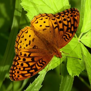 Preview wallpaper fabriciana adippe, butterfly, leaves, macro