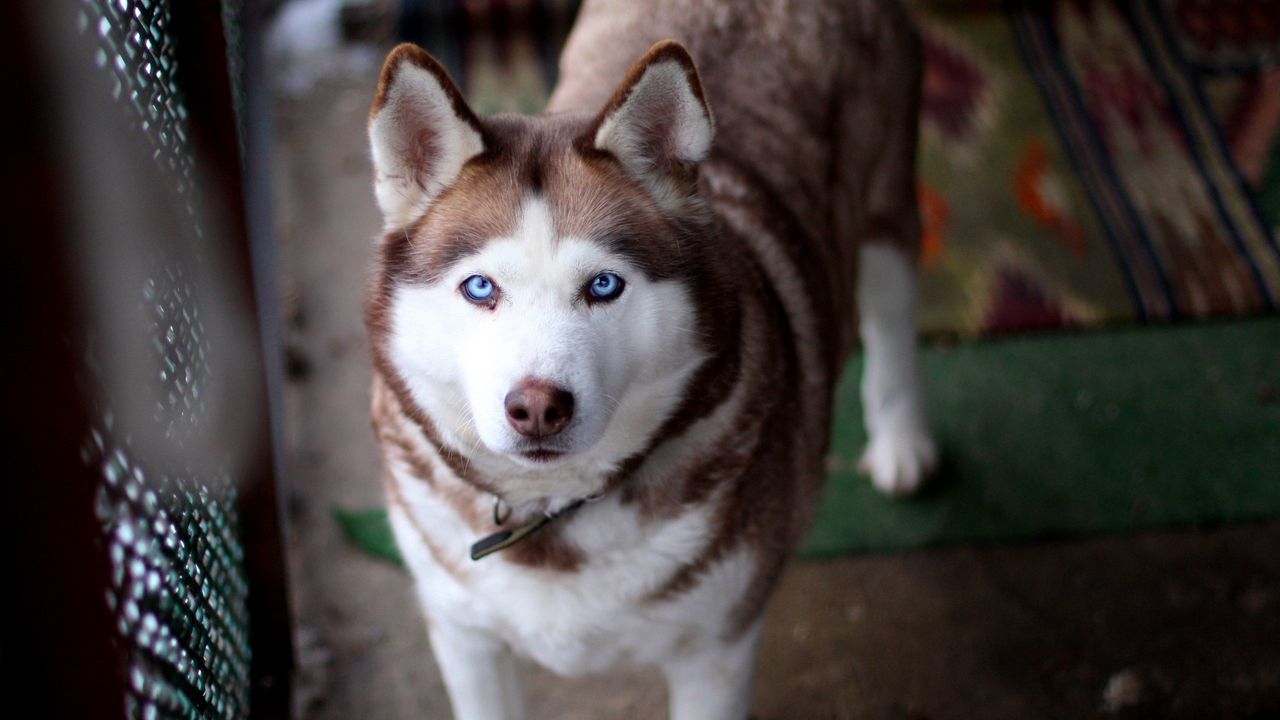 Wallpaper face, husky dog, view