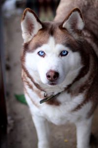 Preview wallpaper face, husky dog, view