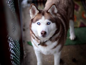 Preview wallpaper face, husky dog, view