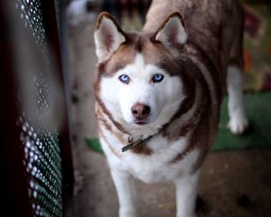 Preview wallpaper face, husky dog, view