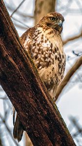 Preview wallpaper falcon, bird, beak, feathers