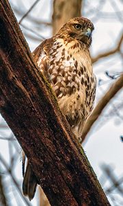 Preview wallpaper falcon, bird, beak, feathers