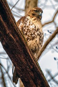 Preview wallpaper falcon, bird, beak, feathers