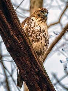 Preview wallpaper falcon, bird, beak, feathers