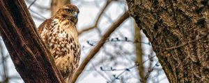 Preview wallpaper falcon, bird, beak, feathers