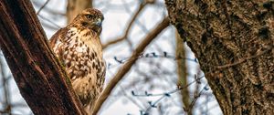 Preview wallpaper falcon, bird, beak, feathers