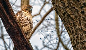 Preview wallpaper falcon, bird, beak, feathers