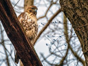 Preview wallpaper falcon, bird, beak, feathers