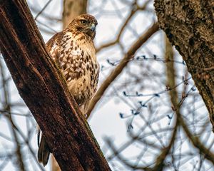 Preview wallpaper falcon, bird, beak, feathers