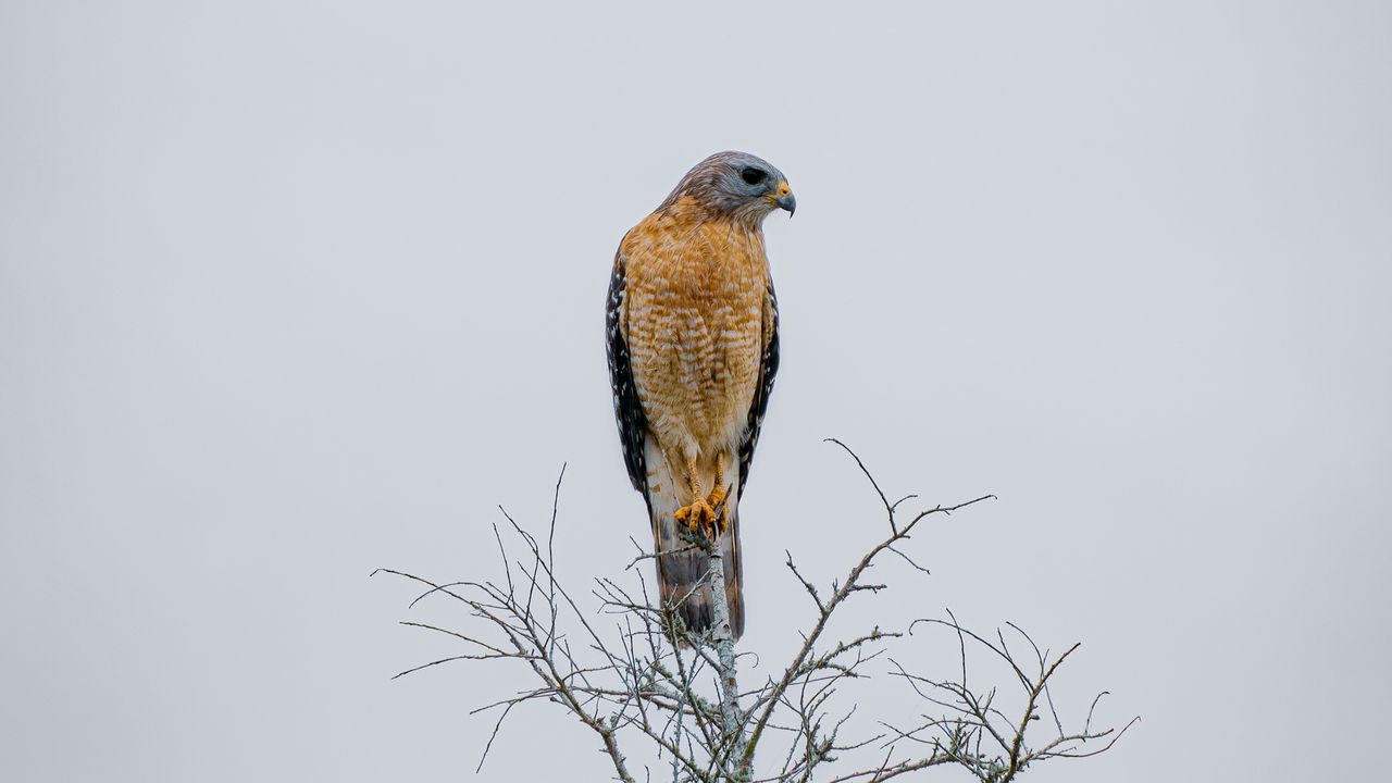 Wallpaper falcon, bird, beak, branches, tree