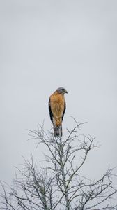 Preview wallpaper falcon, bird, beak, branches, tree