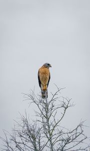 Preview wallpaper falcon, bird, beak, branches, tree