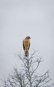 Preview wallpaper falcon, bird, beak, branches, tree