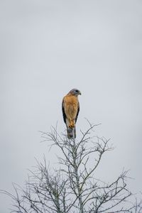 Preview wallpaper falcon, bird, beak, branches, tree