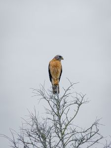 Preview wallpaper falcon, bird, beak, branches, tree