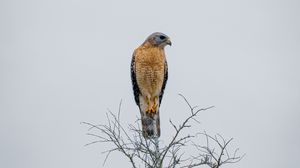 Preview wallpaper falcon, bird, beak, branches, tree