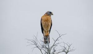 Preview wallpaper falcon, bird, beak, branches, tree