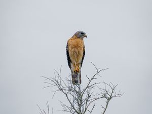 Preview wallpaper falcon, bird, beak, branches, tree