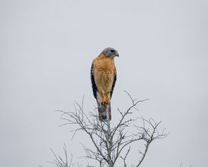 Preview wallpaper falcon, bird, beak, branches, tree