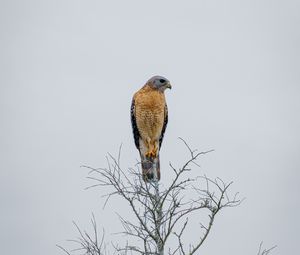 Preview wallpaper falcon, bird, beak, branches, tree