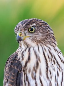 Preview wallpaper falcon, bird, beak, blur