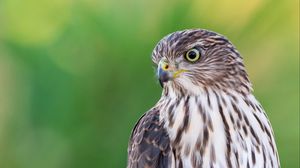 Preview wallpaper falcon, bird, beak, blur