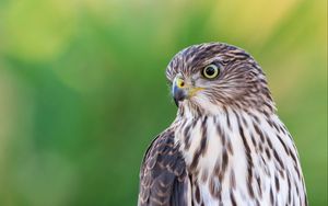 Preview wallpaper falcon, bird, beak, blur