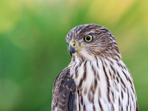 Preview wallpaper falcon, bird, beak, blur