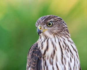 Preview wallpaper falcon, bird, beak, blur