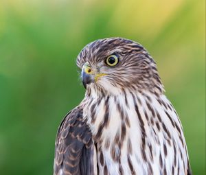 Preview wallpaper falcon, bird, beak, blur