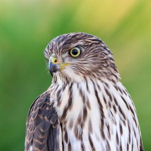 Preview wallpaper falcon, bird, beak, blur