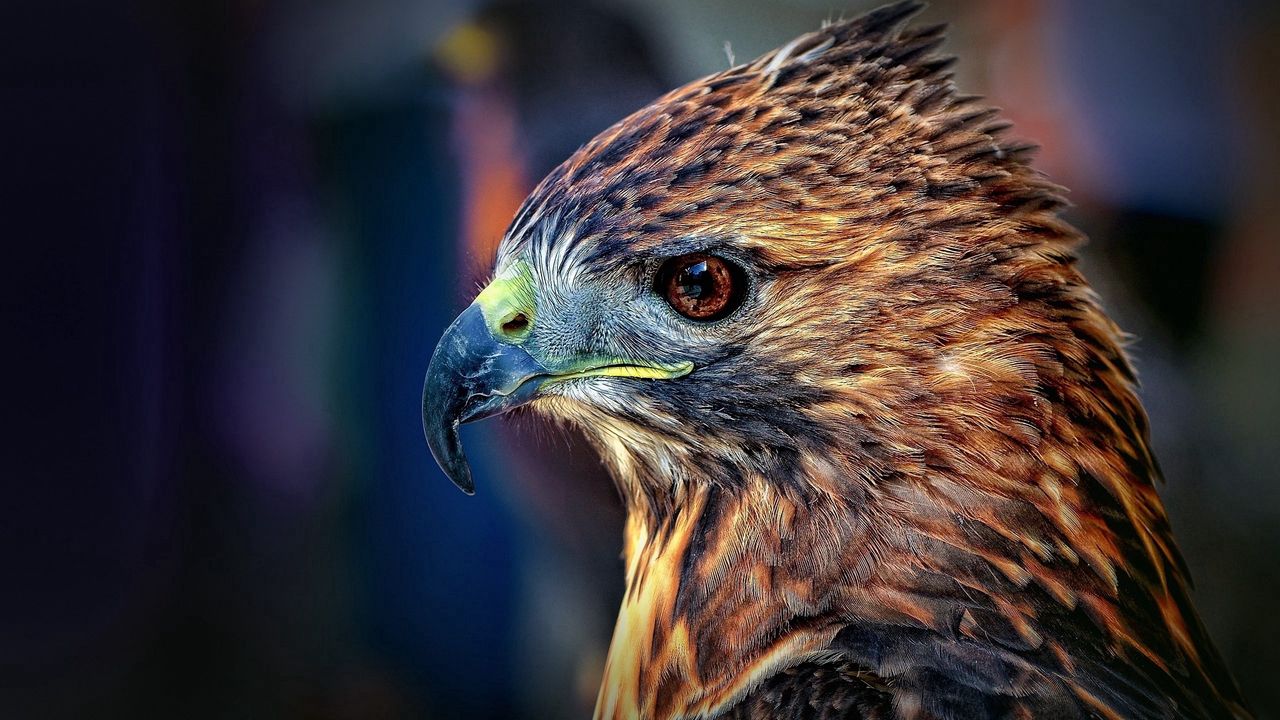 Wallpaper falcon, bird, beak, predator