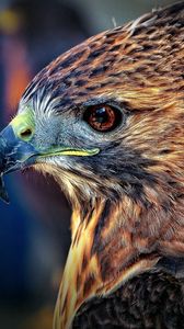 Preview wallpaper falcon, bird, beak, predator