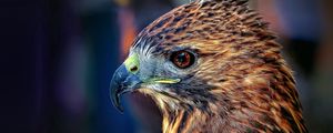 Preview wallpaper falcon, bird, beak, predator